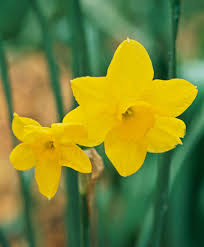 Daffodil