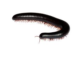 Centipede