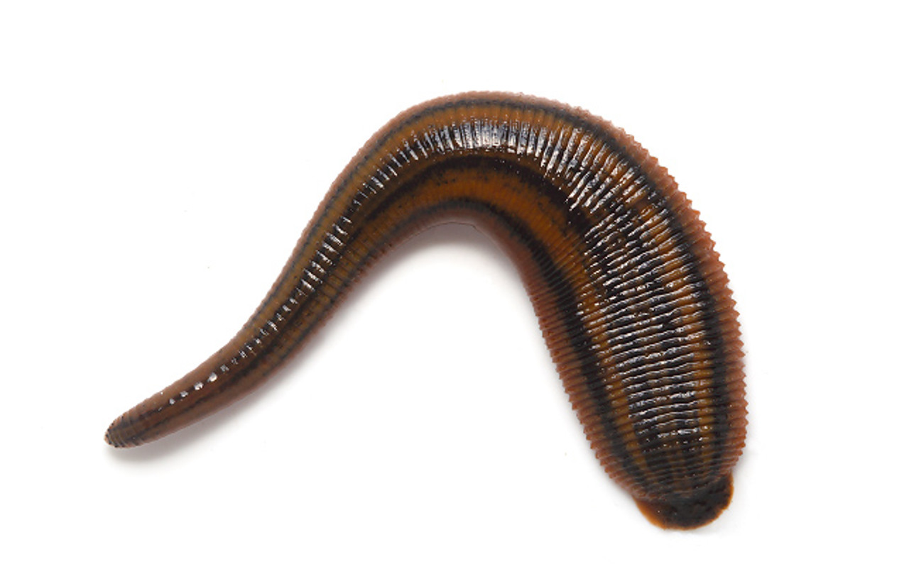 Leech