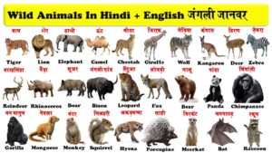 Read more about the article Animals name in Hindi and English