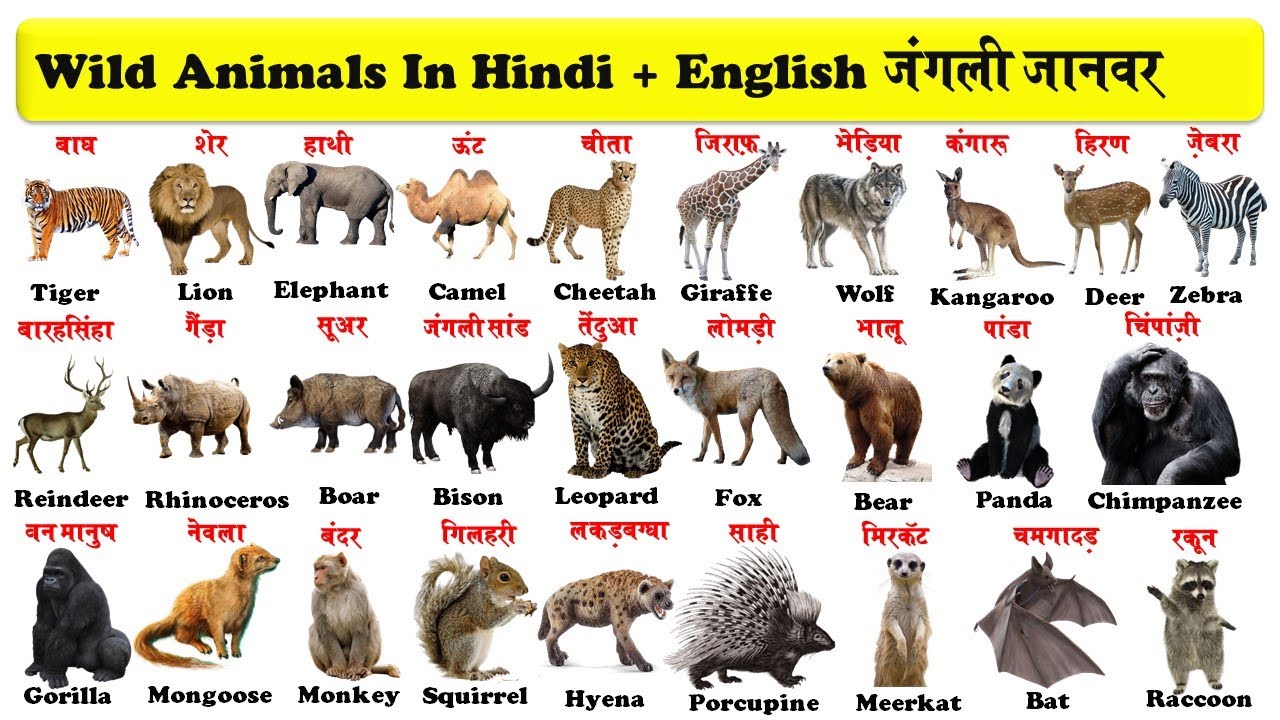 Read more about the article Animals name in Hindi and English