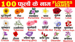 Read more about the article 40 Flowers Name In Hindi