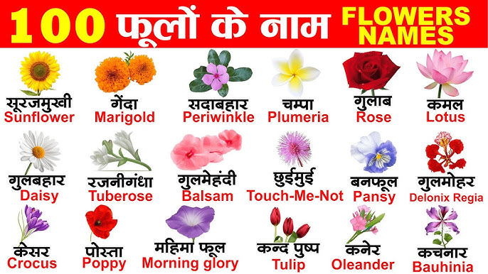 Flowers name in Hindi and English