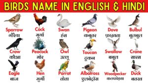 Read more about the article Bird names in Hindi